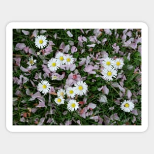 Daisy blooming Cherry blossom flower petals on the grass Sticker